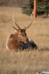 Naklejka na ściany i meble Bull Elk in Jasper National Park