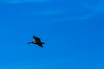 Pelicans in Flight