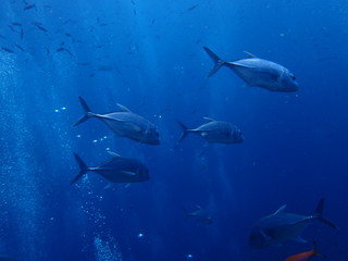 大型アジが泳ぐ海
