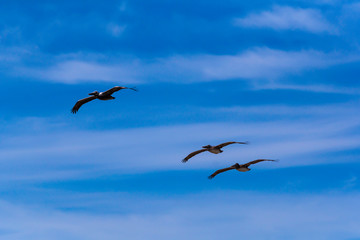 Pelicans in Flight