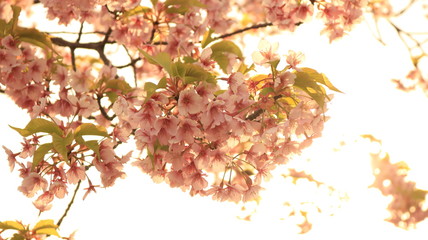 日差しの中の桜　戸田川緑地 逆光