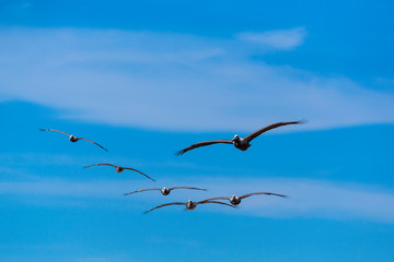 Pelicans in Flight