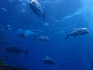 大型アジが泳ぐ海