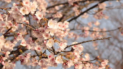 春の空と夕日の桜 戸田川緑地