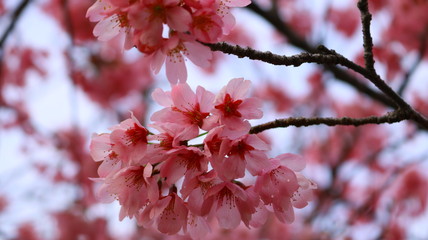 春の空と桜の花 戸田川緑地