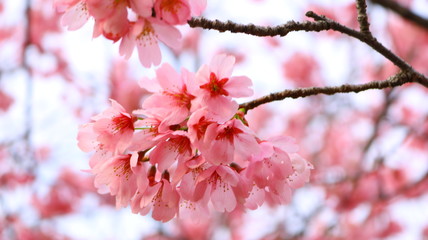 Obraz premium 春の空と桜の花 戸田川緑地