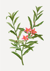 Blooming Willow-leaved crowea