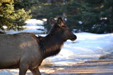 Fototapeta premium Female Elk