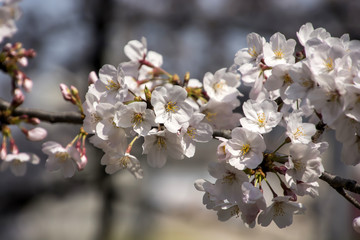 Obraz premium Cherry blossoms in Japanese park