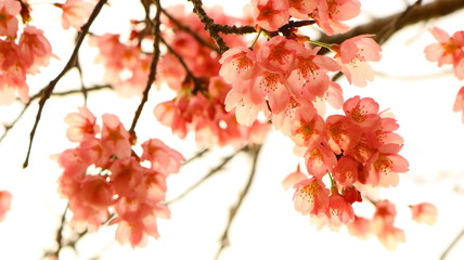 春空 桜の花と花びら 戸田川緑地