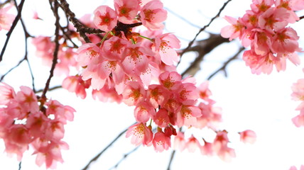 春空 桜の花と透ける花びら 戸田川緑地