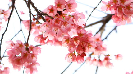 Fototapeta premium 春空 桜の花と透ける花びら 戸田川緑地