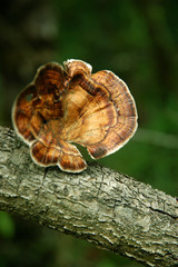 The mushrooms on tree.