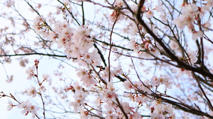 春の空と桜の花 戸田川緑地