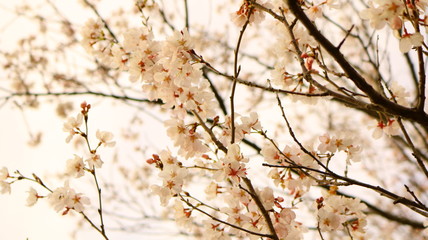 春の桜と花びら 戸田川緑地
