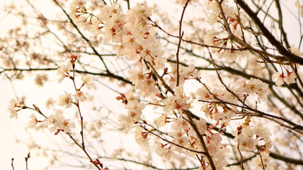 春の桜と花びら 戸田川緑地