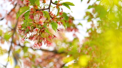 黄色い花越しの葉桜 戸田川緑地