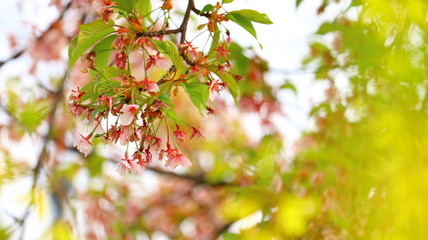 黄色い花越しの葉桜 戸田川緑地