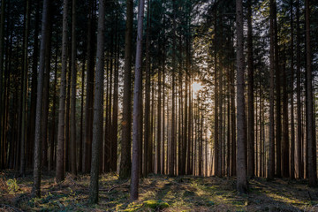 Forest with narrow trees just before sunset