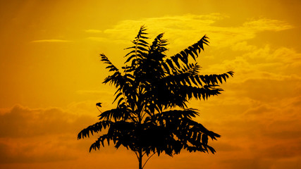 palm tree silhouette