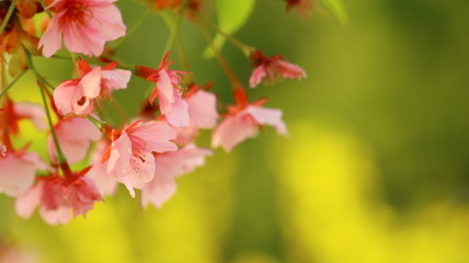 春の葉桜 戸田川緑地