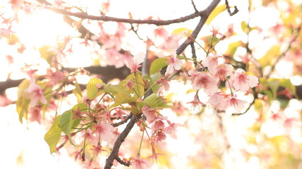 逆光の桜　戸田川緑地
