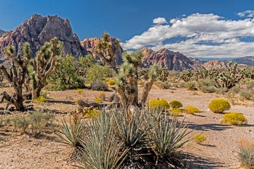 Desert landscape of tall Cacti and red rock under blue skies.