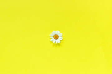 One flower chamomile on yellow paper background Minimal style Top View