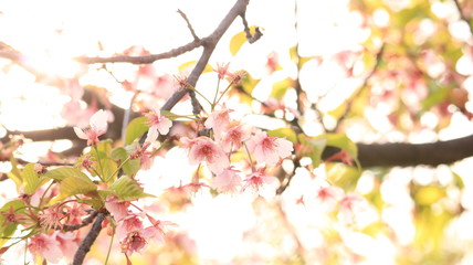 逆光の桜　戸田川緑地