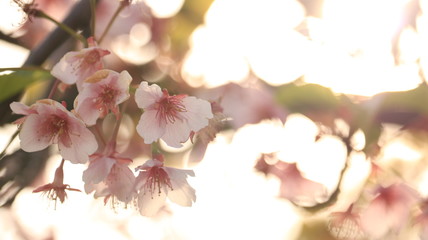 逆光の桜　戸田川緑地