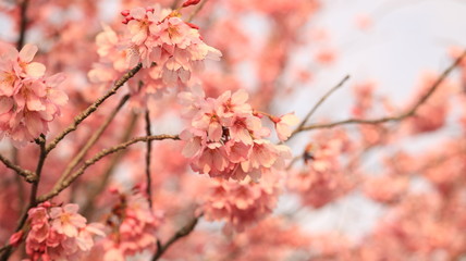 春の空、桜と花びら 戸田川緑地 あざやかイメージ