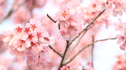 春の空と桜 戸田川緑地