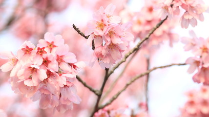 春の空と桜 戸田川緑地