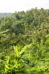 Fototapeta na wymiar Palm trees green rice fileds tropical landscape