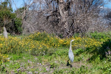 great blue heron in nature