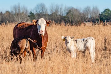Cow with two calves
