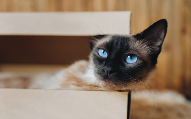 Funny muzzle. Rest lazy Siamese cat in his cardboard box. Poker Face. Serious cat boss. A well-fed,...
