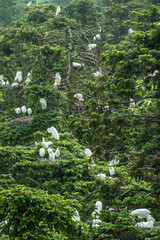 Great egret (Ardea alba) / great white egret/ white heron/ great white heron/ large egret/ common egret with sea green coloring near beak during breeding season perched on a tree.