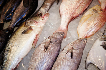fresh fish in the market