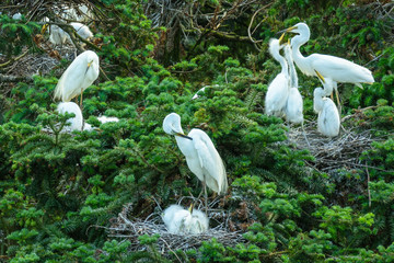 Great egret (Ardea alba) / great white egret/ white heron/ great white heron/ large egret/ common egret with sea green coloring near beak during breeding season perched on a tree.