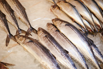 fresh fish in the market