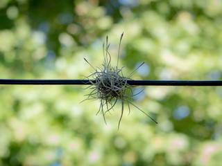 Carnation of the cable