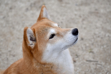 柴犬・見上げる・横顔