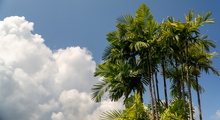 sky, palms and clouds