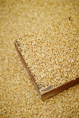 rice on wooden background