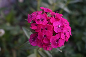 beautiful red flowers bunch