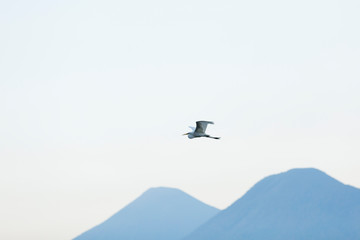 Fototapeta na wymiar Heron flying in clear sky above mountains 