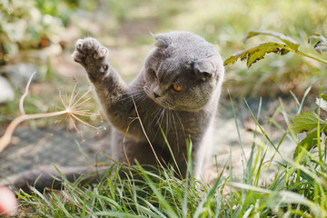 Beautiful playful Scottish Fold cat of gray color in the courtyard. © Alice