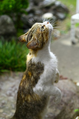 Obraz premium 軒先の野良猫