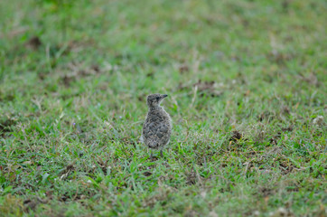 Oriental Pratincole (Glareola maldivarum) standing on groun